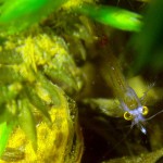 Süßwassergarnelen, Schwebegarnele, Schwebgarnele, Glasgarnele (Mysida), Tauchen im Kalksee, Tauchen in Brandenburg