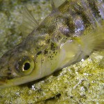 Dreistachlige Stichling (Gasterosteus aculeatus), Tauchen in Hemmoor