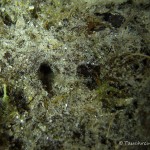 Dreistachlige Stichling (Gasterosteus aculeatus), Nest, Tauchen im Werbellinsee