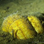 Sumpfdeckelschnecke (Viviparidae), Tauchen in Deutschland