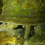 Männchen, Sumpfdeckelschnecke (Viviparidae), Tauchen in Deutschland