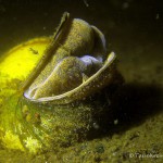 offener Deckel, Sumpfdeckelschnecke (Viviparidae), Tauchen in Deutschland