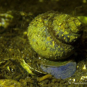 Sumpfdeckelschnecken (Viviparidae)