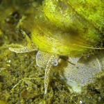 Weibchen, Sumpfdeckelschnecke (Viviparidae), Tauchen in Deutschland