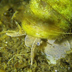 Weibchen (Viviparidae)