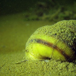 Sumpfdeckelschnecke (Viviparidae)