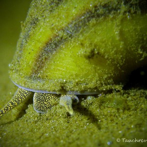 Sumpfdeckelschnecken (Viviparidae)