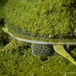 Weibchen, Sumpfdeckelschnecke (Viviparidae), Tauchen in Deutschland