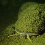 Weibchen, Sumpfdeckelschnecke (Viviparidae), Tauchen in Deutschland