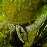 Weibchen, Sumpfdeckelschnecke (Viviparidae), Tauchen in Deutschland