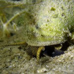 Weibchen, Sumpfdeckelschnecke (Viviparidae), Tauchen in Deutschland