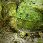 Männchen, Sumpfdeckelschnecke (Viviparidae), Tauchen in Deutschland