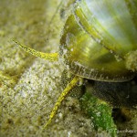 Weibchen, Sumpfdeckelschnecke (Viviparidae), Tauchen in Deutschland