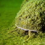 Weibchen, Sumpfdeckelschnecke (Viviparidae), Tauchen in Deutschland