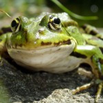 Teichfrosch (Pelophylax)