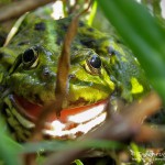 Teichfrosch (Pelophylax)