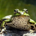 Teichfrosch (Pelophylax)