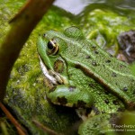 Teichfrosch (Pelophylax)