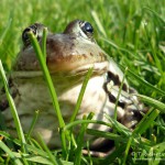 Teichfrosch (Pelophylax)