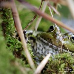 Teichfrosch (Pelophylax)