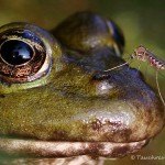 Teichfrosch (Pelophylax)