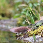 Teichfrosch (Pelophylax)