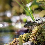 Teichfrosch (Pelophylax)