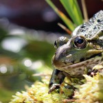 Teichfrosch (Pelophylax)