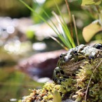 Teichfrosch (Pelophylax)