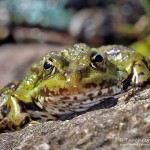 Teichfrosch (Pelophylax)