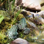 Teichfrosch (Pelophylax)