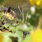 Teichfrosch (Pelophylax)