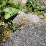 Teichfrosch (Pelophylax)