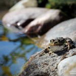 Teichfrosch (Pelophylax)