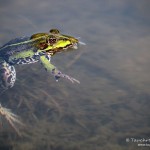 Teichfrosch (Pelophylax)