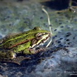 Teichfrosch (Pelophylax) auf Laichklumpen