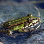 Teichfrosch (Pelophylax) auf Laichklumpen