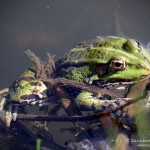 Teichfrosch (Pelophylax)