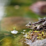 Teichfrosch (Pelophylax)