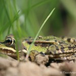 Teichfrosch (Pelophylax)