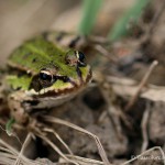 Teichfrosch (Pelophylax)