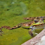 Teichfrosch (Pelophylax)