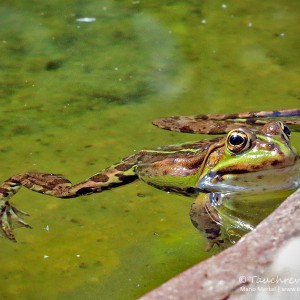 Teichfrosch (Pelophylax)