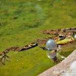 Quakender Teichfrosch (Pelophylax)