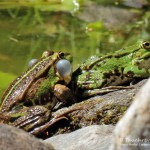 Quakender Teichfrosch (Pelophylax)