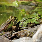 Teichfrosch (Pelophylax)