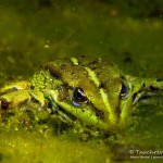 Teichfrosch unter Wasser