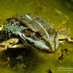 Teichfrosch unter Wasser