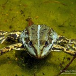 Teichfrosch unter Wasser