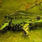 Teichfrosch unter Wasser